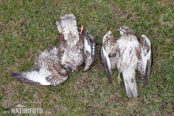 Káně lesní - kadávery (Buteo buteo)