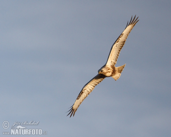 Káně rousná (Buteo lagopus)