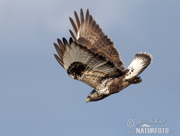 Káně rousná (Buteo lagopus)