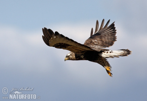 Káně rousná (Buteo lagopus)