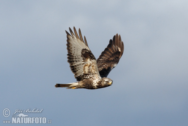 Káně rousná (Buteo lagopus)