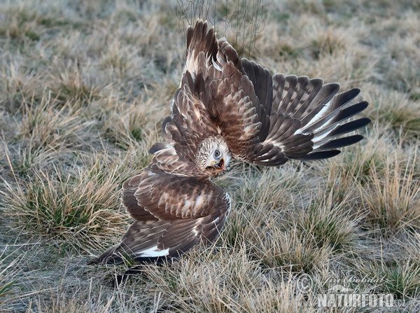 Káně rousná (Buteo lagopus)