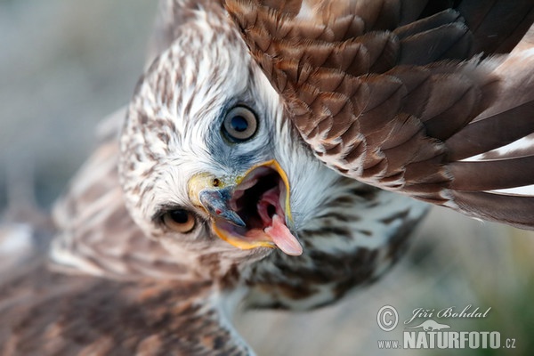 Káně rousná (Buteo lagopus)