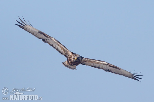 Káně rousná (Buteo lagopus)