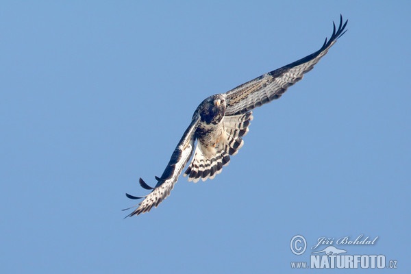 Káně rousná (Buteo lagopus)