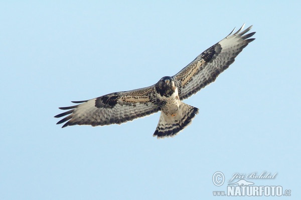 Káně rousná (Buteo lagopus)