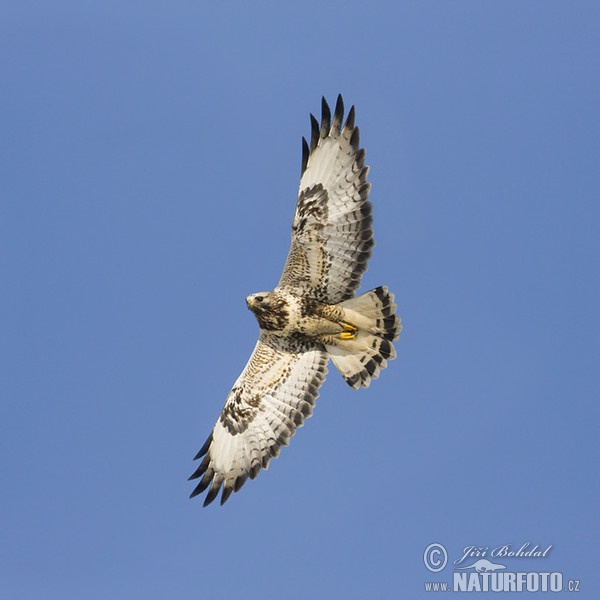 Káně rousná (Buteo lagopus)