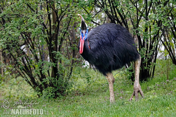 Kasuár přílbový (Casuarius casuarius)