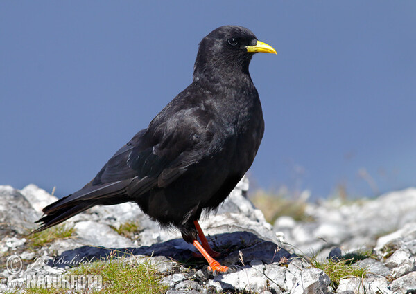 Kavče žlutozobé (Pyrrhocorax graculus)