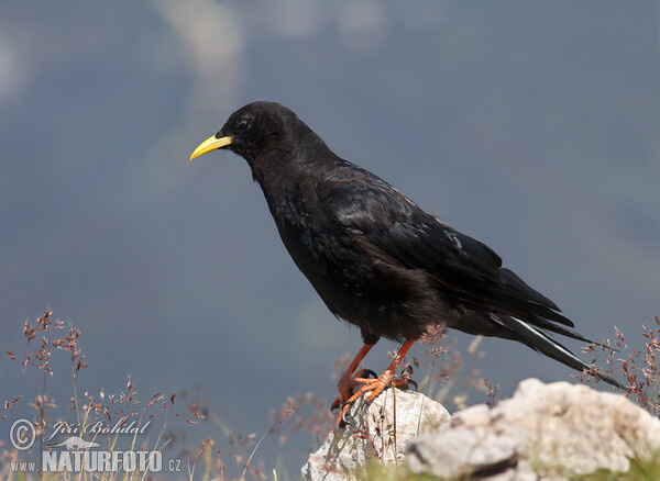 Kavče žlutozobé (Pyrrhocorax graculus)