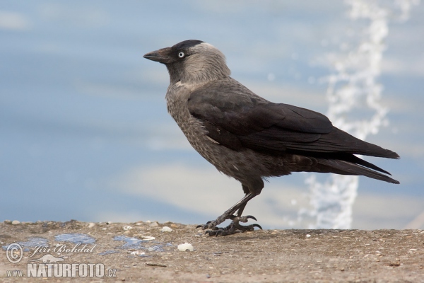 Kavka obecná (Corvus monedula)