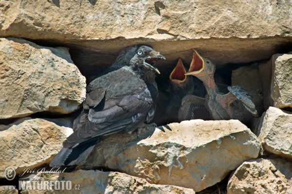 Kavka obecná (Corvus monedula)