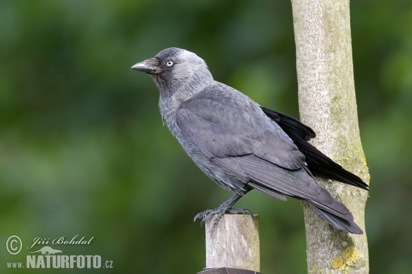 Kavka obecná (Corvus monedula)