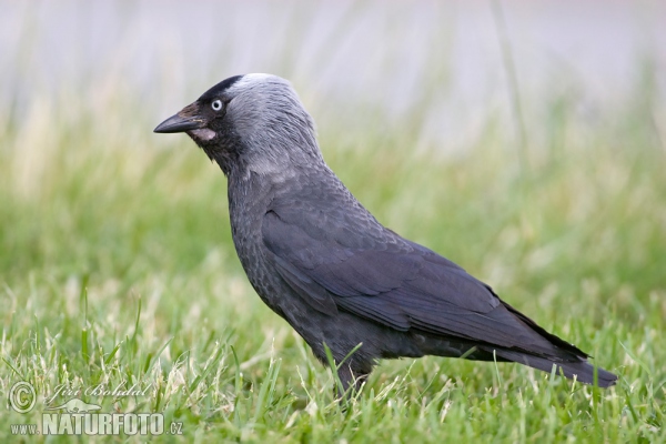 Kavka obecná (Corvus monedula)