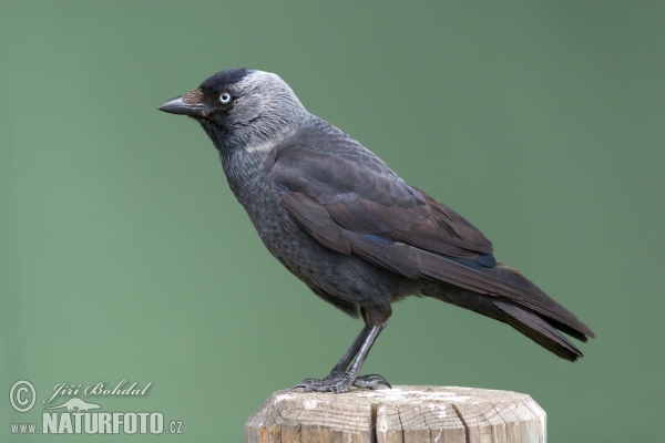 Kavka obecná (Corvus monedula)