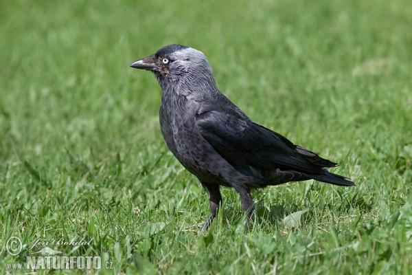 Kavka obecná (Corvus monedula)