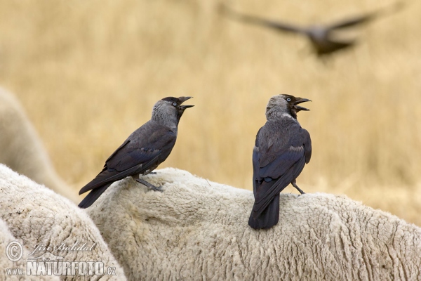 Kavka obecná (Corvus monedula)