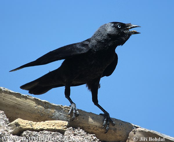 Kavka obyčajná (Corvus monedula)