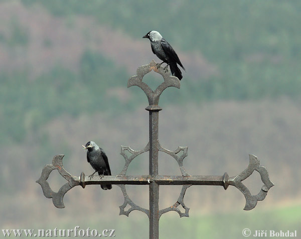 Kavka obyčajná (Corvus monedula)