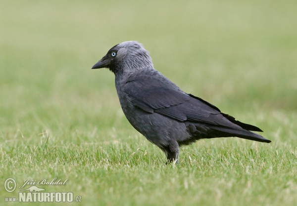 Kavka obyčajná (Corvus monedula)