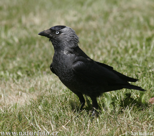 Kavka obyčajná (Corvus monedula)