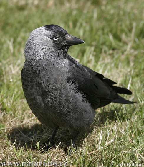 Kavka obyčajná (Corvus monedula)