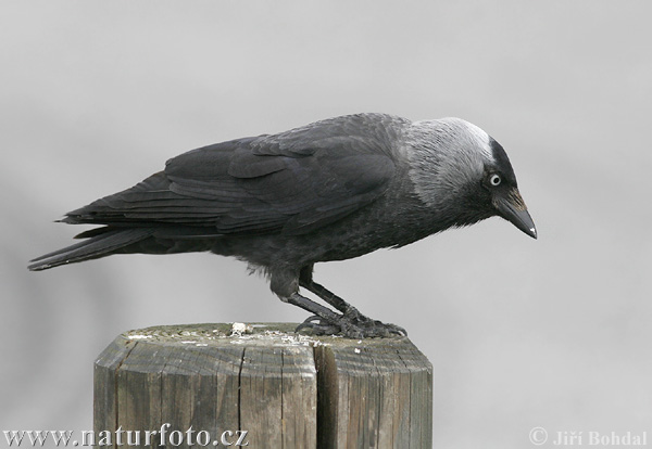 Kavka obyčajná (Corvus monedula)