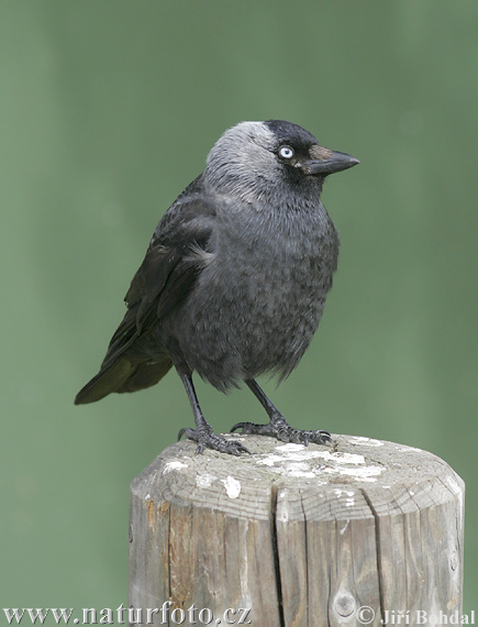 Kavka obyčajná (Corvus monedula)