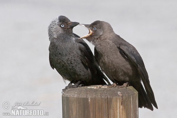 Kavka obyčajná (Corvus monedula)