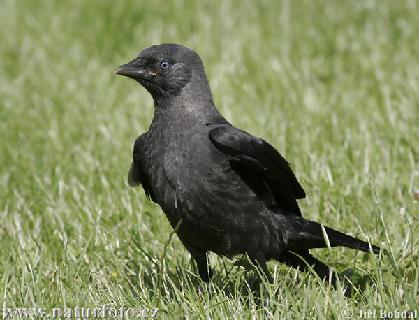 Kavka obyčajná (Corvus monedula)