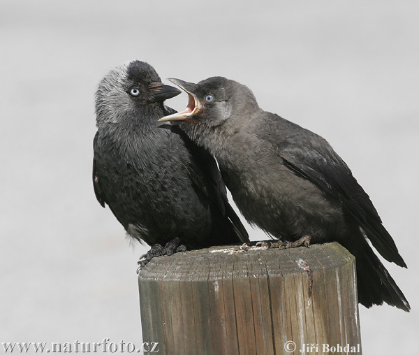 Kavka obyčajná (Corvus monedula)