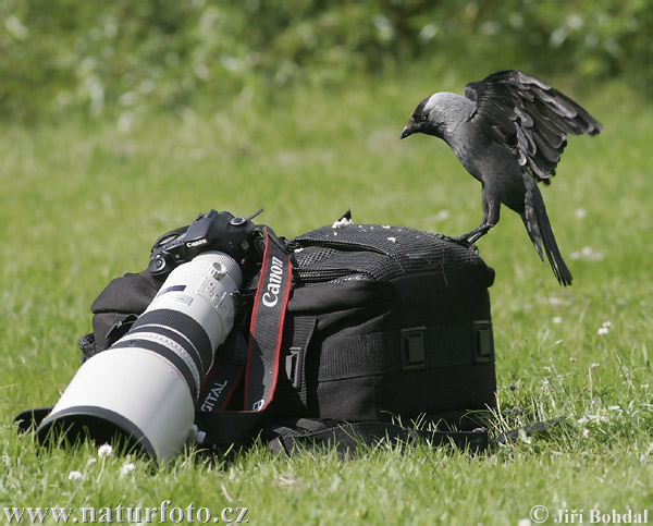 Kavka obyčajná (Corvus monedula)