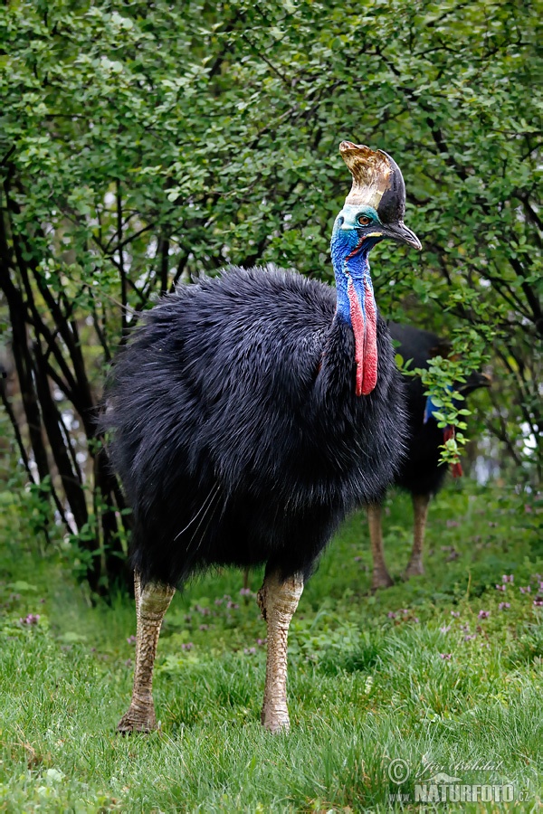 Kazuár veľkoprilbý (Casuarius casuarius)