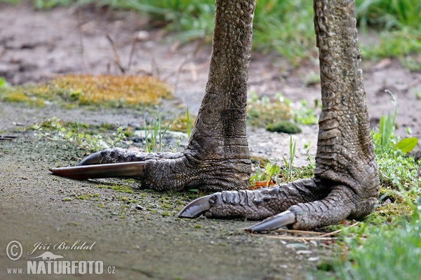 Kazuár veľkoprilbý (Casuarius casuarius)