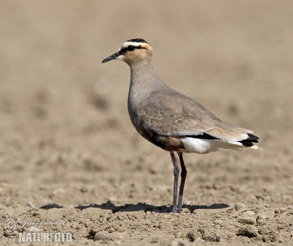 Keptuška stepní (Chettusia gregaria)