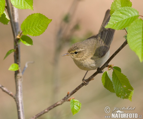 Kolibiarik čipčavý (Phylloscopus collybita)