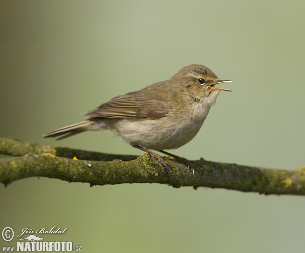 Kolibiarik čipčavý (Phylloscopus collybita)