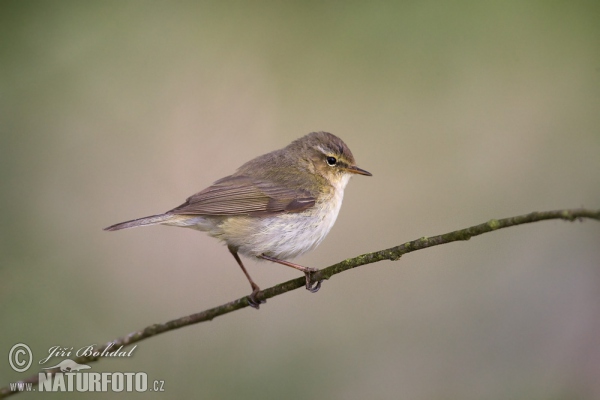 Kolibiarik čipčavý (Phylloscopus collybita)