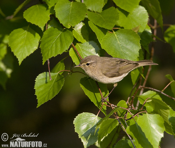 Kolibiarik čipčavý (Phylloscopus collybita)