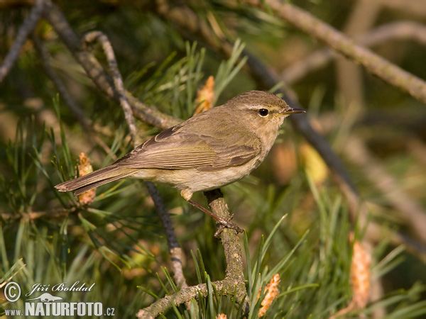 Kolibiarik čipčavý (Phylloscopus collybita)