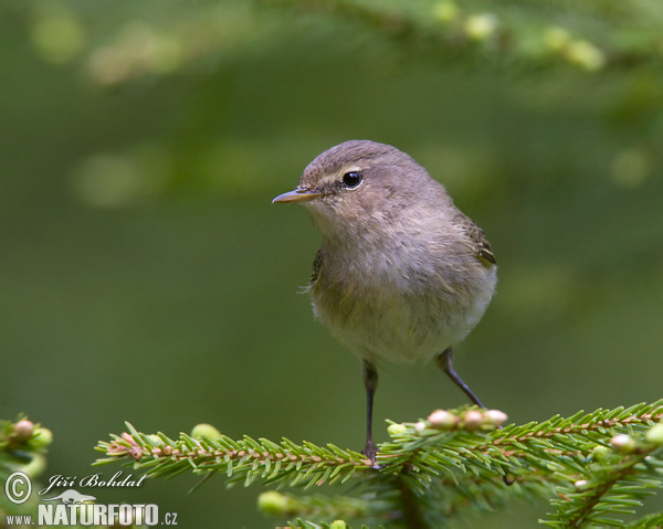 Kolibiarik čipčavý (Phylloscopus collybita)