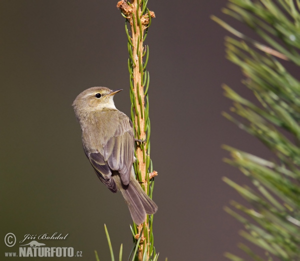 Kolibiarik čipčavý (Phylloscopus collybita)