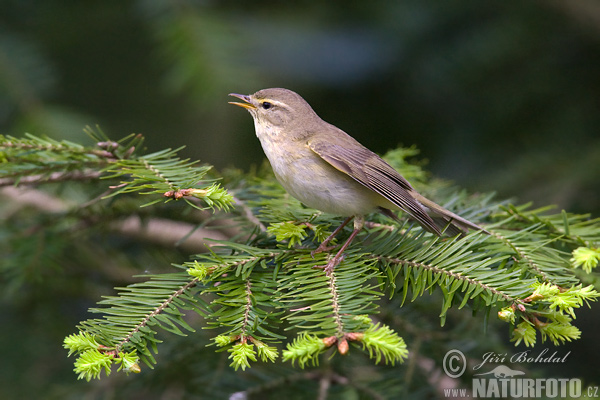 Kolibiarik spevavý (Phylloscopus trochilus)