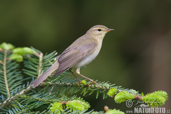 Kolibiarik spevavý (Phylloscopus trochilus)