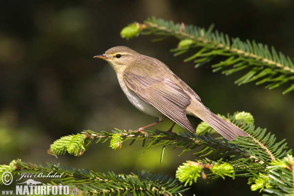 Kolibiarik spevavý (Phylloscopus trochilus)