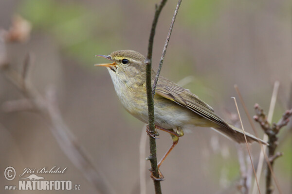 Kolibiarik spevavý (Phylloscopus trochilus)