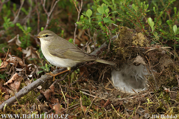 Kolibiarik spevavý (Phylloscopus trochilus)