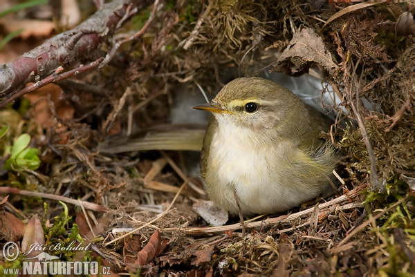 Kolibiarik spevavý (Phylloscopus trochilus)