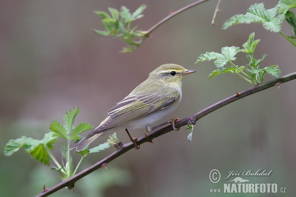 Kolibiarik sykavý (Phylloscopus sibilatrix)