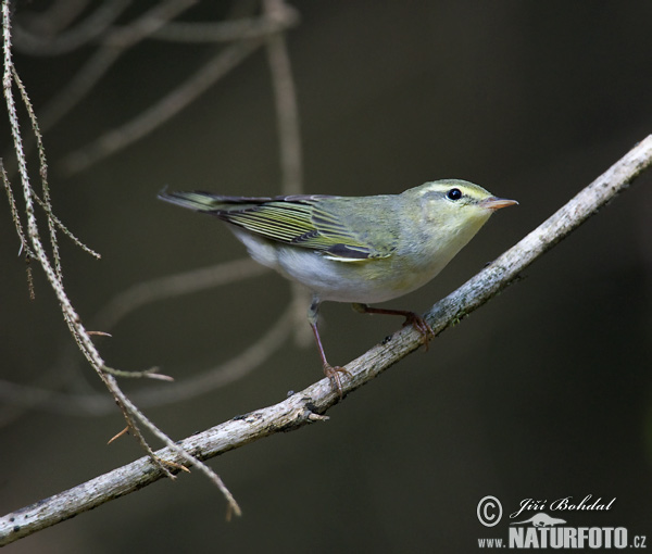 Kolibiarik sykavý (Phylloscopus sibilatrix)